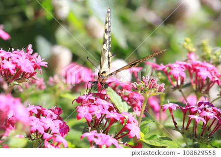 A swallowtail butterfly flies around in search of pentas nectar. 108629558