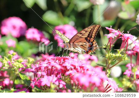 A swallowtail butterfly flies around in search of pentas nectar. A swallowtail butterfly flies around in search of pentas nectar. 108629559