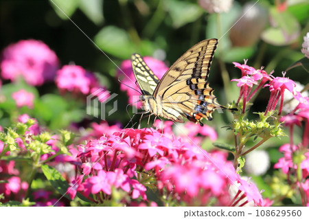 一隻燕尾蝴蝶飛來飛去尋找五芒星花蜜。 一隻燕尾蝴蝶飛來飛去尋找五芒星花蜜。 108629560