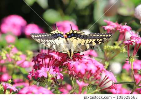 A swallowtail butterfly flies around in search of pentas nectar. 108629565