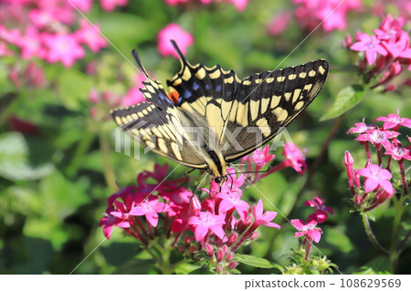 A swallowtail butterfly flies around in search of pentas nectar. A swallowtail butterfly flies around in search of pentas nectar. 108629569