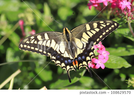 A swallowtail butterfly flies around in search of pentas nectar. A swallowtail butterfly flies around in search of pentas nectar. 108629570