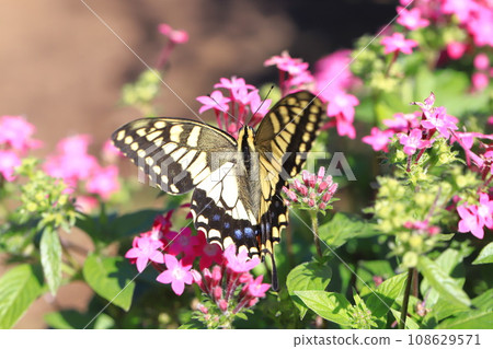 A swallowtail butterfly flies around in search of pentas nectar. 108629571