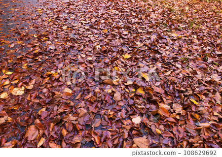 Mountain trail covered with fallen leaves Mountain trail covered with fallen leaves 108629692
