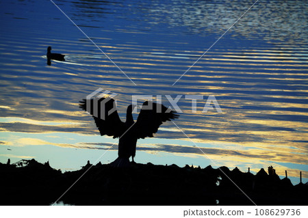 A heron flapping its wings 108629736