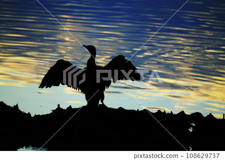Ao-sashi spreading wings 108629737