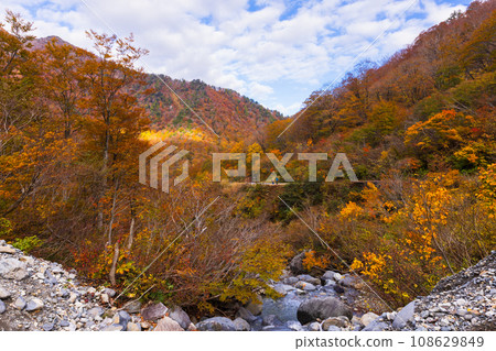 Parent and child hiking through a forest of autumn leaves 108629849