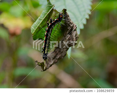 夜蛾科幼蟲以菖蒲葉為食 108629859