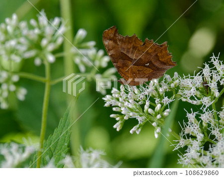 菊科、蛺蝶科、秋季型訪花昆蟲 ♂ 108629860
