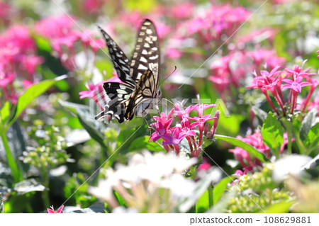 一隻燕尾蝴蝶飛來飛去尋找五芒星花蜜。 一隻燕尾蝴蝶飛來飛去尋找五芒星花蜜。 108629881