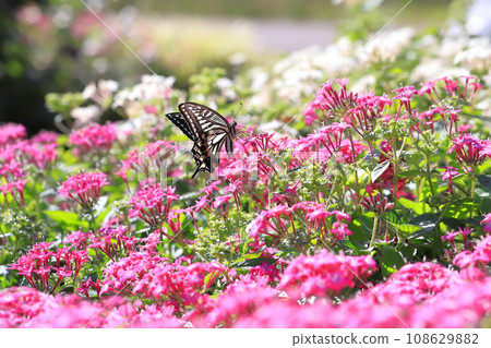 一隻燕尾蝴蝶飛來飛去尋找五芒星花蜜。 一隻燕尾蝴蝶飛來飛去尋找五芒星花蜜。 108629882