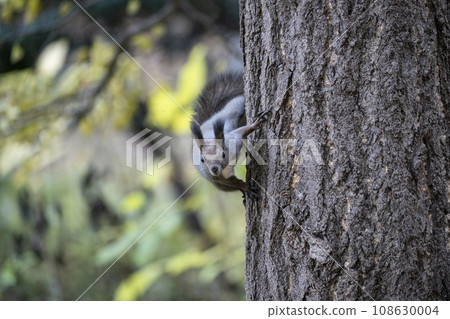 Squirrel in the forest with autumn leaves Squirrel in the forest with autumn leaves 108630004