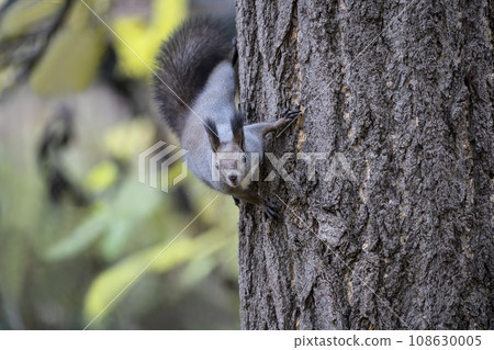 松鼠在有秋葉的森林裡 108630005