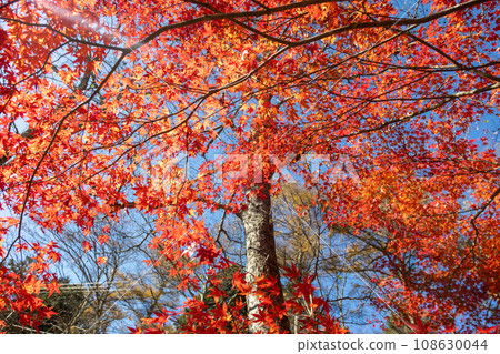 Autumn leaves shining in the blue sky Autumn leaves shining in the blue sky 108630044