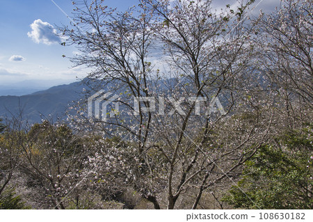 埼玉縣長瀞町的寶登山、山頂的冬季櫻花和奧道部地塊的壯麗景色 108630182