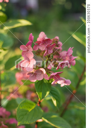 Paniculate hydrangea variety Wim's Red with beautiful bright pink inflorescences in autumn in the garden 108630378