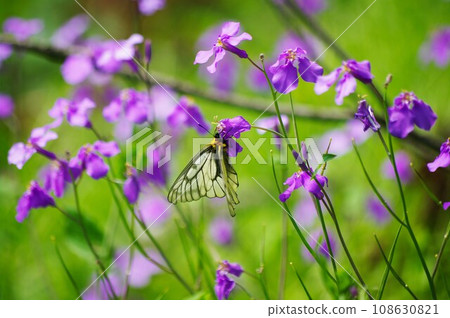 A white-spotted butterfly sucking nectar from a purple flowering plant 108630821
