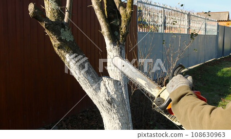 a worker with a chainsaw cuts down a tree with a thin bleached trunk step by step, cleaning old trees in a garden or park using a gasoline saw, sawing branches of fruit trees in the village a worker with a chainsaw cuts down a tree with a thin bleached trunk step by step, cleaning old trees in a garden or park using a gasoline saw, sawing branches of fruit trees in the village 108630963
