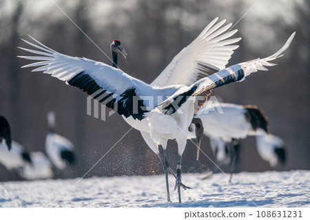 丹頂鶴展翅飛舞 丹頂鶴展翅飛舞 108631231