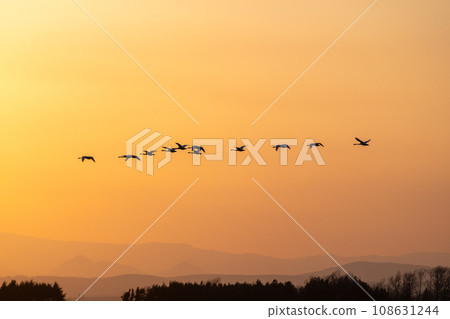 A flock of swans roosting against the sunset sky 108631244