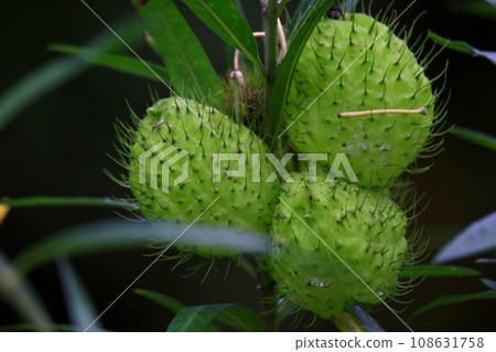 Fusenia towata 108631758