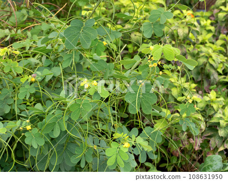惠比須草花藥用植物 惠比須草花藥用植物 108631950