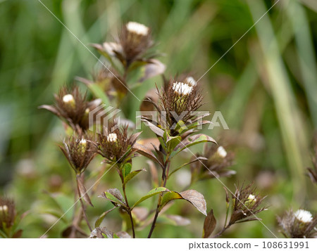 秋葵藥用植物 秋葵藥用植物 108631991