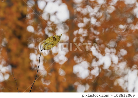 Autumn red leaves and one dead leaf 108632069