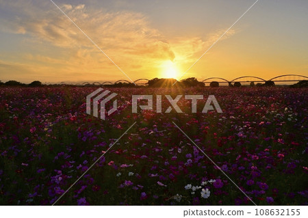 Aqueduct bridge over a cosmos field in the evening light on the banks of the Arakawa River in the Fukiage district of Konosu City Aqueduct bridge over a cosmos field in the evening light on the banks of the Arakawa River in the Fukiage district of Konosu City 108632155