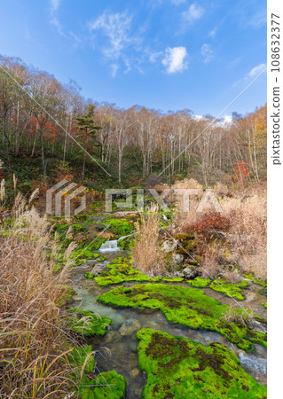 生長著查圖博米苔蘚的清澈溪流 108632377