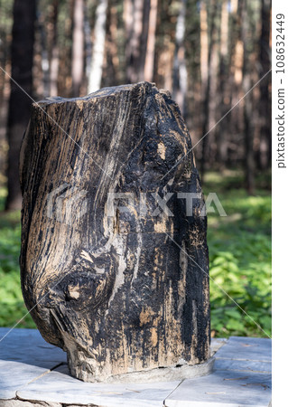 Petrified wood in the park as an expanse, abstract pattern of cracks, spots and stains, natural background, backgrounds and textures 108632449