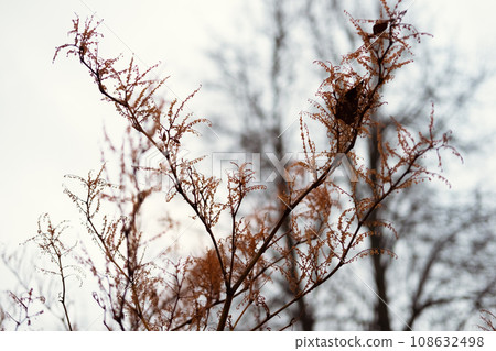 Autumn Natural Background. Dry leaves, brown stems. Pastel neutral colors. Fall idyllic landscape. Abstract trendy earth tones. Ochre colored aesthetic video backdrop. Minimal style. Unity with nature 108632498