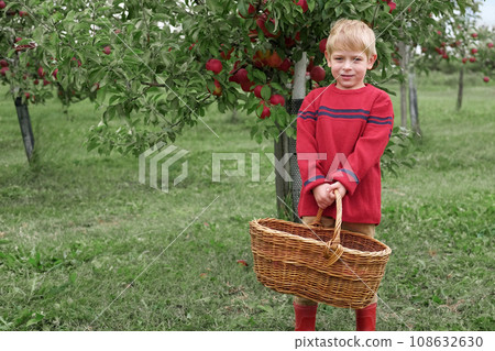 Young Child in the Apple Orchard before Harvesting. Small Toddler Boy Eating a Big Red Apple in the Fruit Garden at Fall Harvest. Basket of Apples on a Foreground. Autumn Cloudy Day, Soft Shadow. Young Child in the Apple Orchard before Harvesting. Small Toddler Boy Eating a Big Red Apple in the Fruit Garden at Fall Harvest. Basket of Apples on a Foreground. Autumn Cloudy Day, Soft Shadow. 108632630