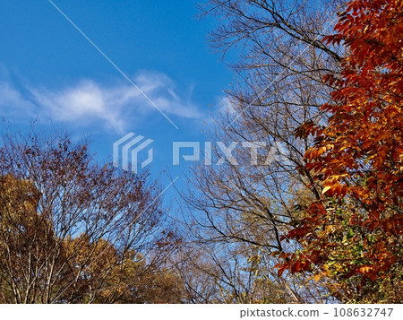Late autumn landscape image of trees with autumn leaves and blue sky 108632747