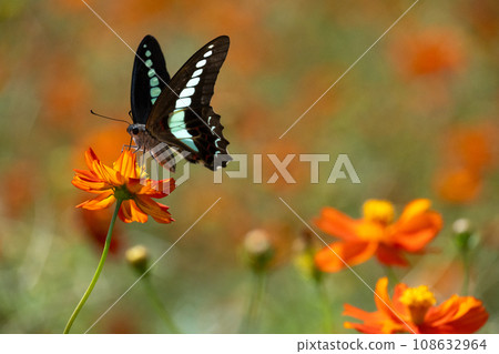Swallowtail butterfly perching on a cosmos cosmos Swallowtail butterfly perching on a cosmos cosmos 108632964