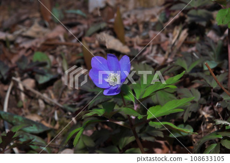Cricket brigade flowers 108633105