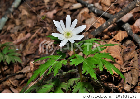 Cricket brigade flowers Cricket brigade flowers 108633155