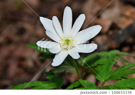 Cricket brigade flowers Cricket brigade flowers 108633156