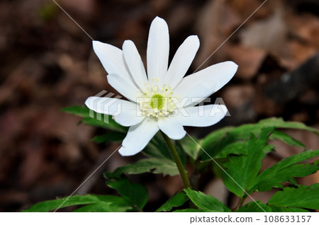 Cricket brigade flowers Cricket brigade flowers 108633157