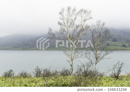 Autumn highland scenery: white birch trees by the lake Autumn highland scenery: white birch trees by the lake 108633206