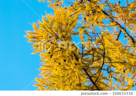 Yellow leaves-needles of larch with cones on the branches against a background of blue sky in autumn, closeup of photo. Beautiful background. Yellow leaves-needles of larch with cones on the branches against a background of blue sky in autumn, closeup of photo. Beautiful background. 108633338