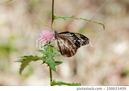 A stagfish sucking nectar from a thistle ♂ A stagfish sucking nectar from a thistle ♂ 108633409