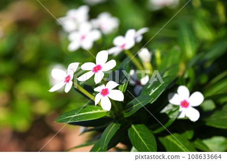 小花長春花 108633664