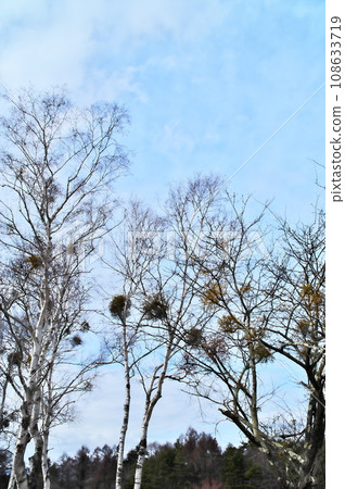 Mistletoe Mistletoe 108633719
