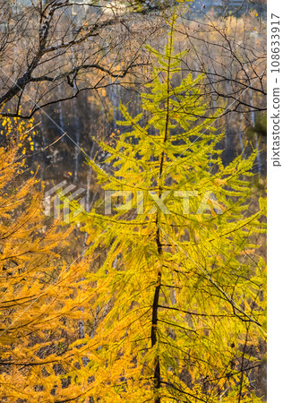 Colorful autumn trees in forest with yellow leaves and branches in sunlight Colorful autumn trees in forest with yellow leaves and branches in sunlight 108633917