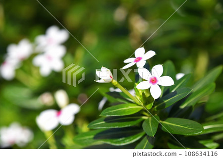 小花長春花 108634116