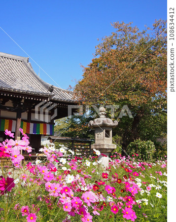 The main hall of Hannya-ji Temple, stone lanterns, and cosmos The main hall of Hannya-ji Temple, stone lanterns, and cosmos 108634412