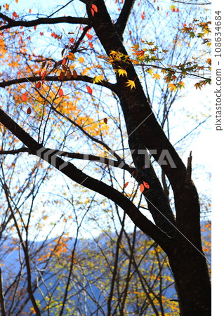 秋天的樹葉 秋天的樹葉 108634684
