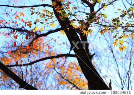 秋天的樹葉 秋天的樹葉 108634688