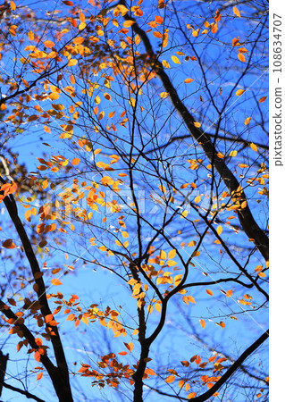 Autumn leaves Autumn leaves 108634707